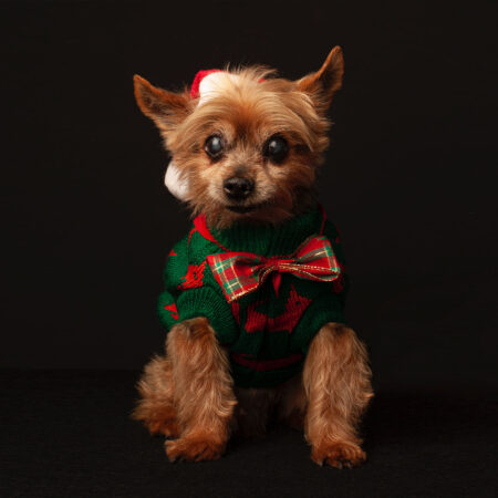 Christmas Pet Portraits