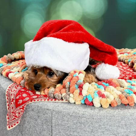 Christmas Pet Portraits