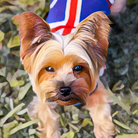 Pet Art