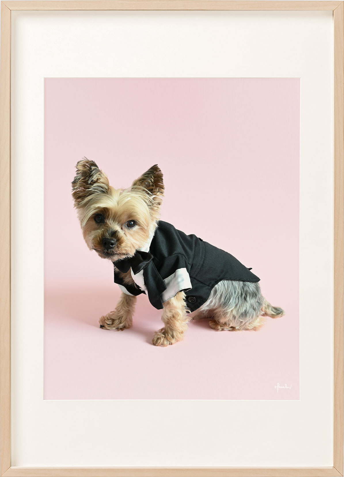 Pet_Portrait_City_Barker3a