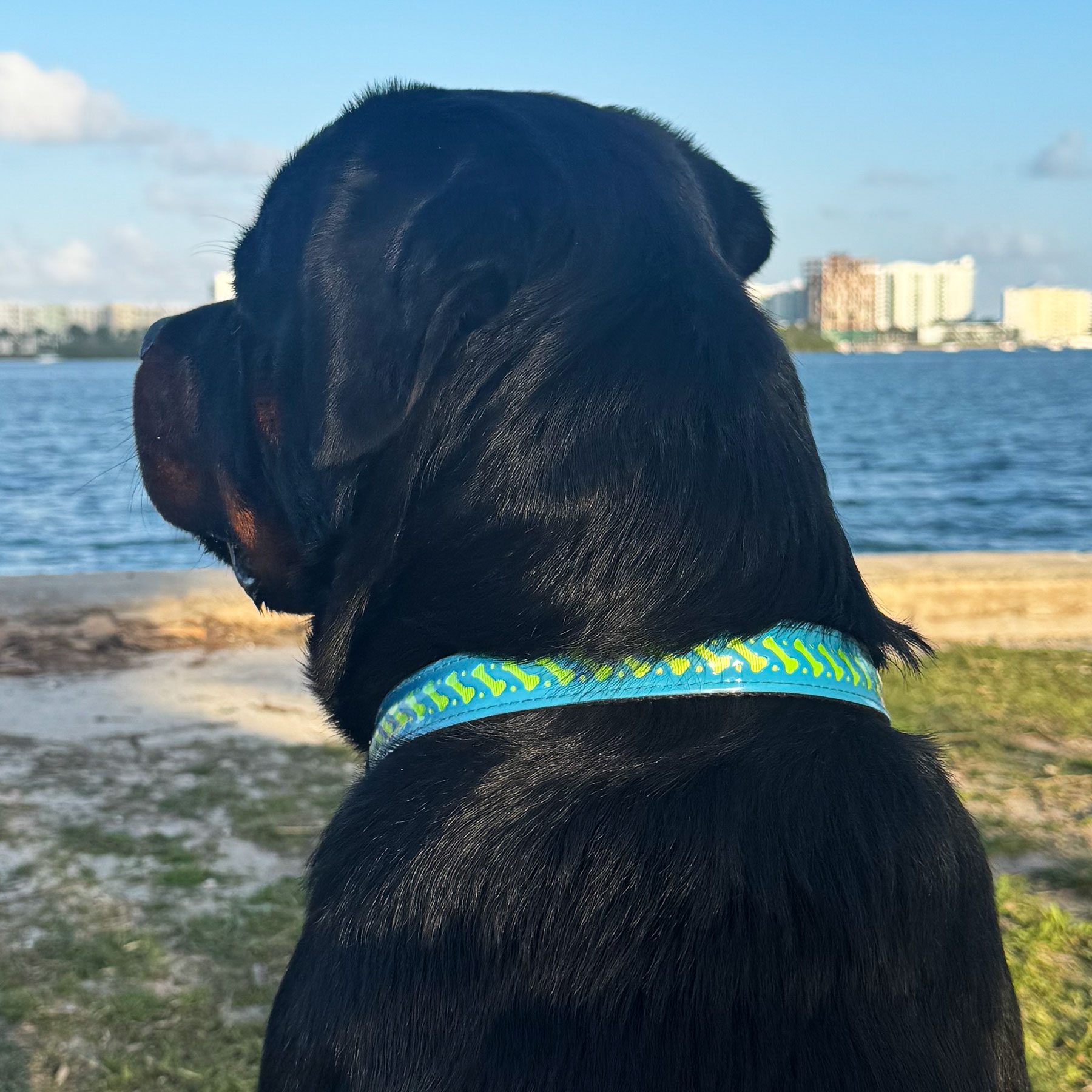 Light-up-Dog-Collar-Rechargeable_City-Barker2