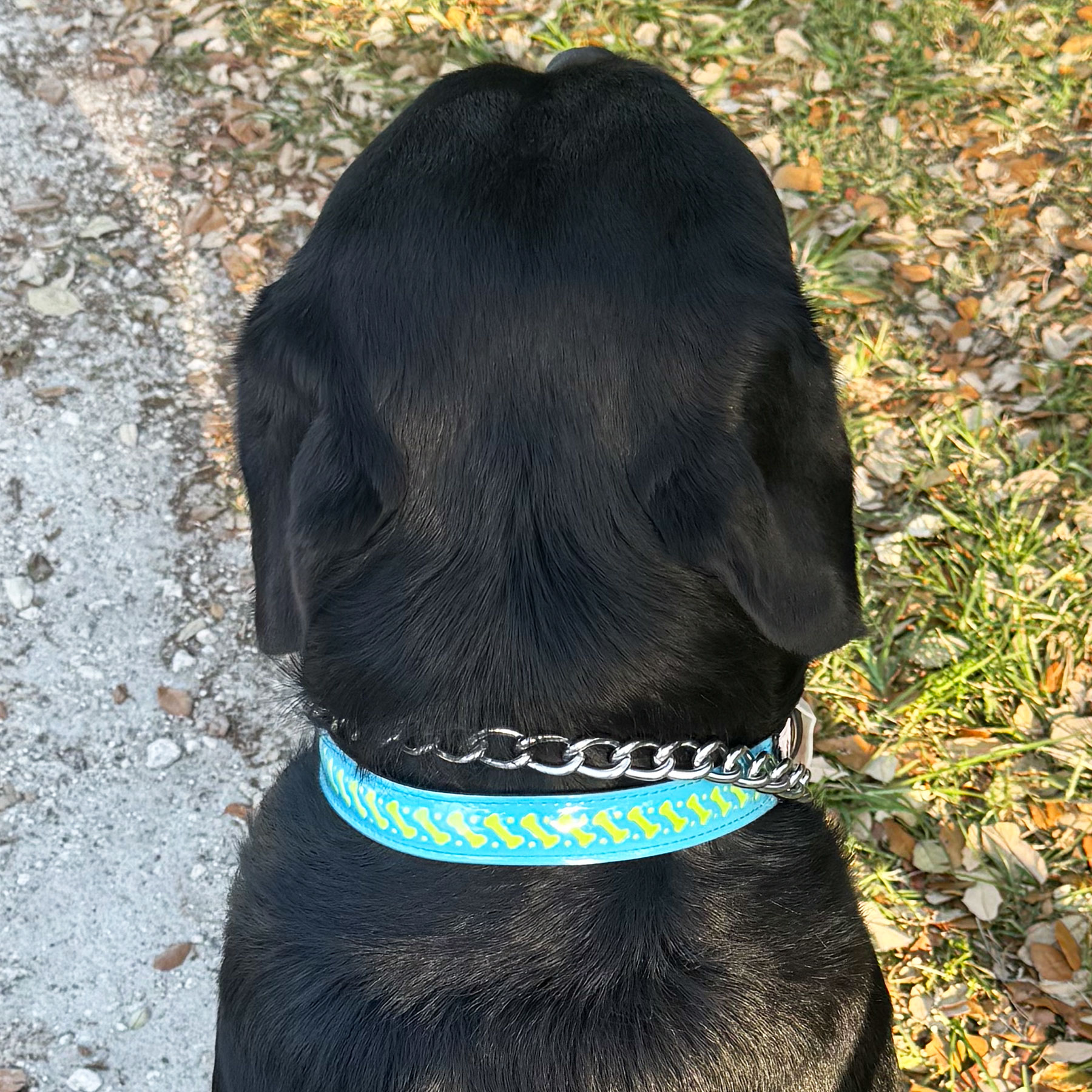 Light-up-Dog-Collar-Rechargeable_City-Barker3