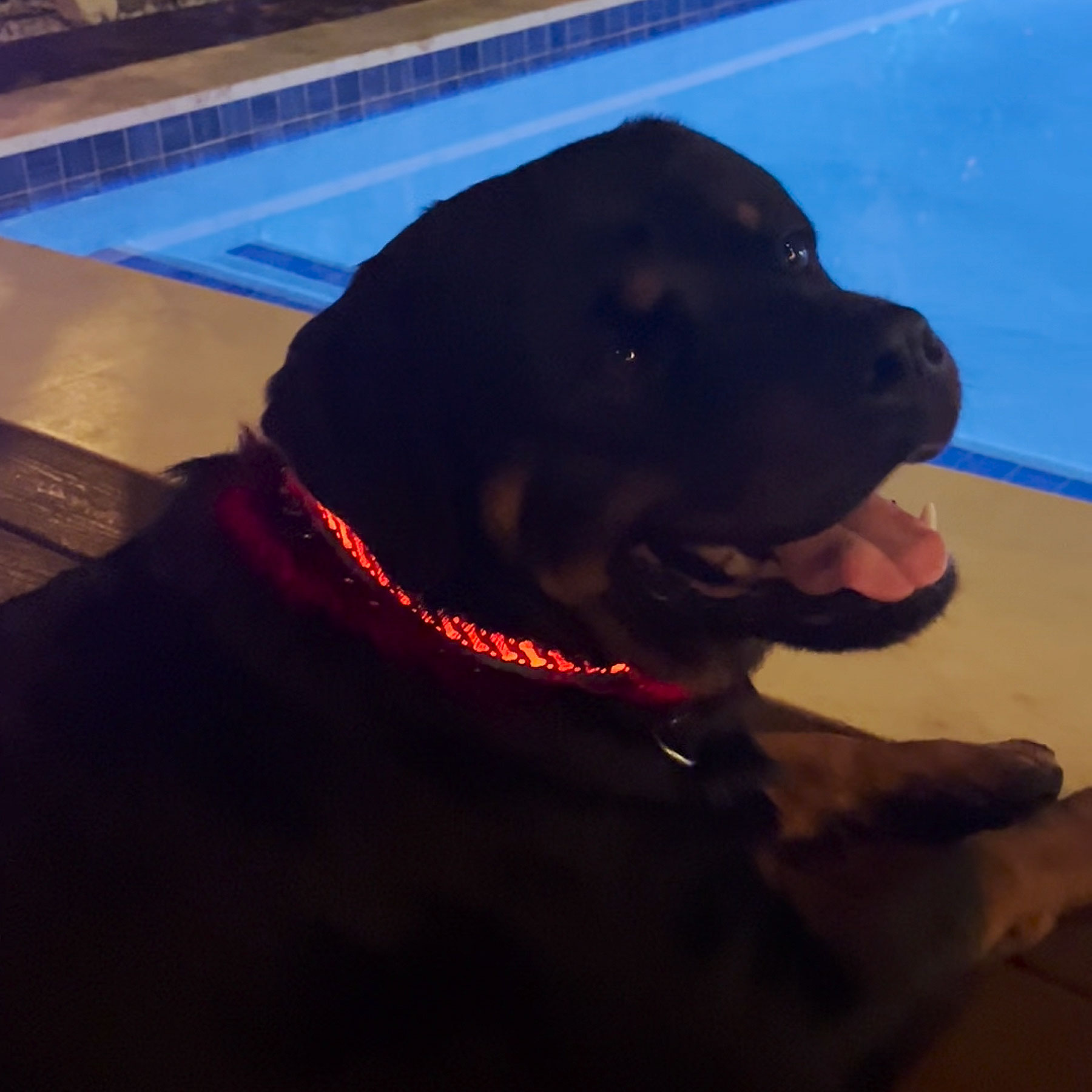 Light-up-Dog-Collar-_City-Barker4