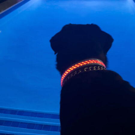Light up Dog Collar