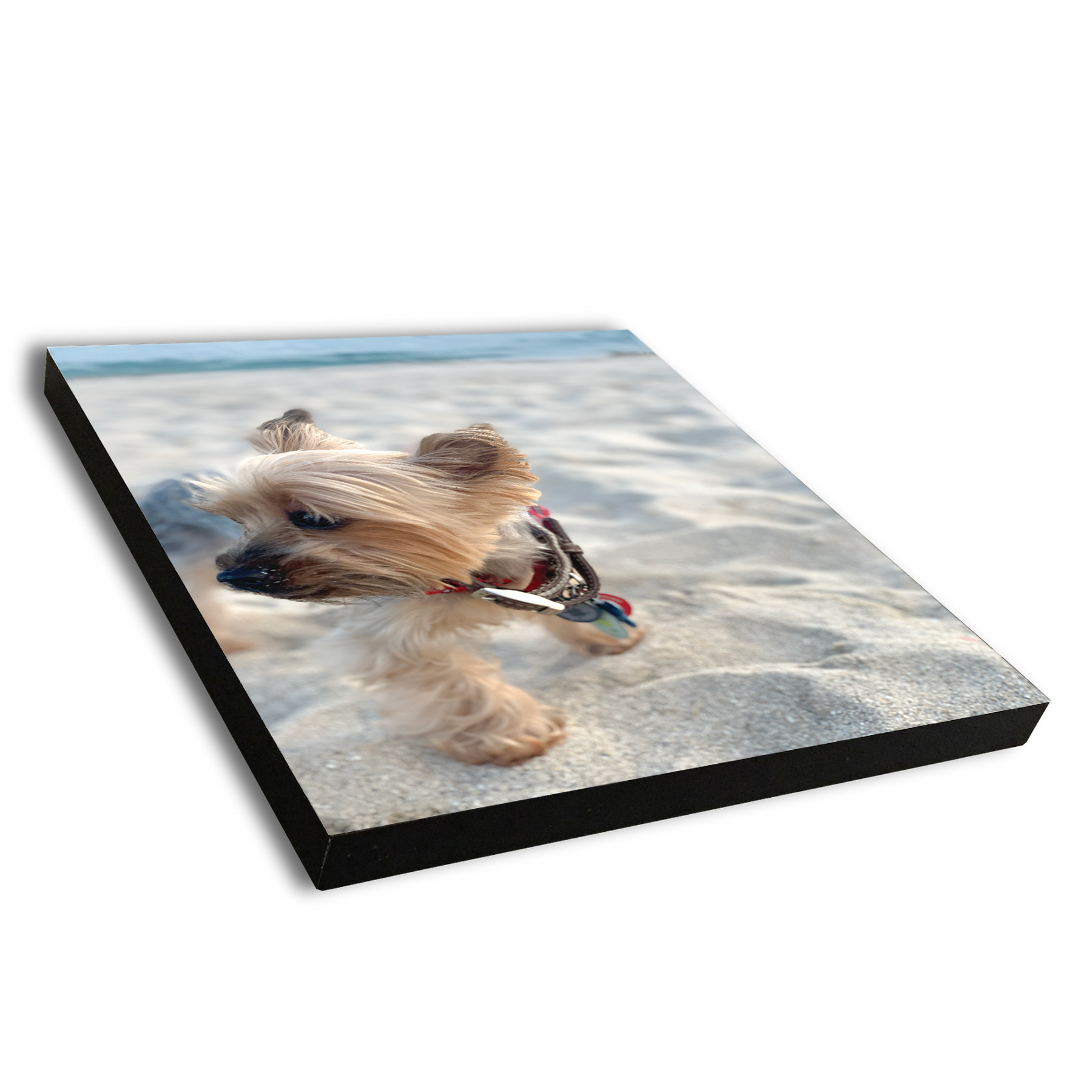Pet_Poster-Board-Print_City_Barker2