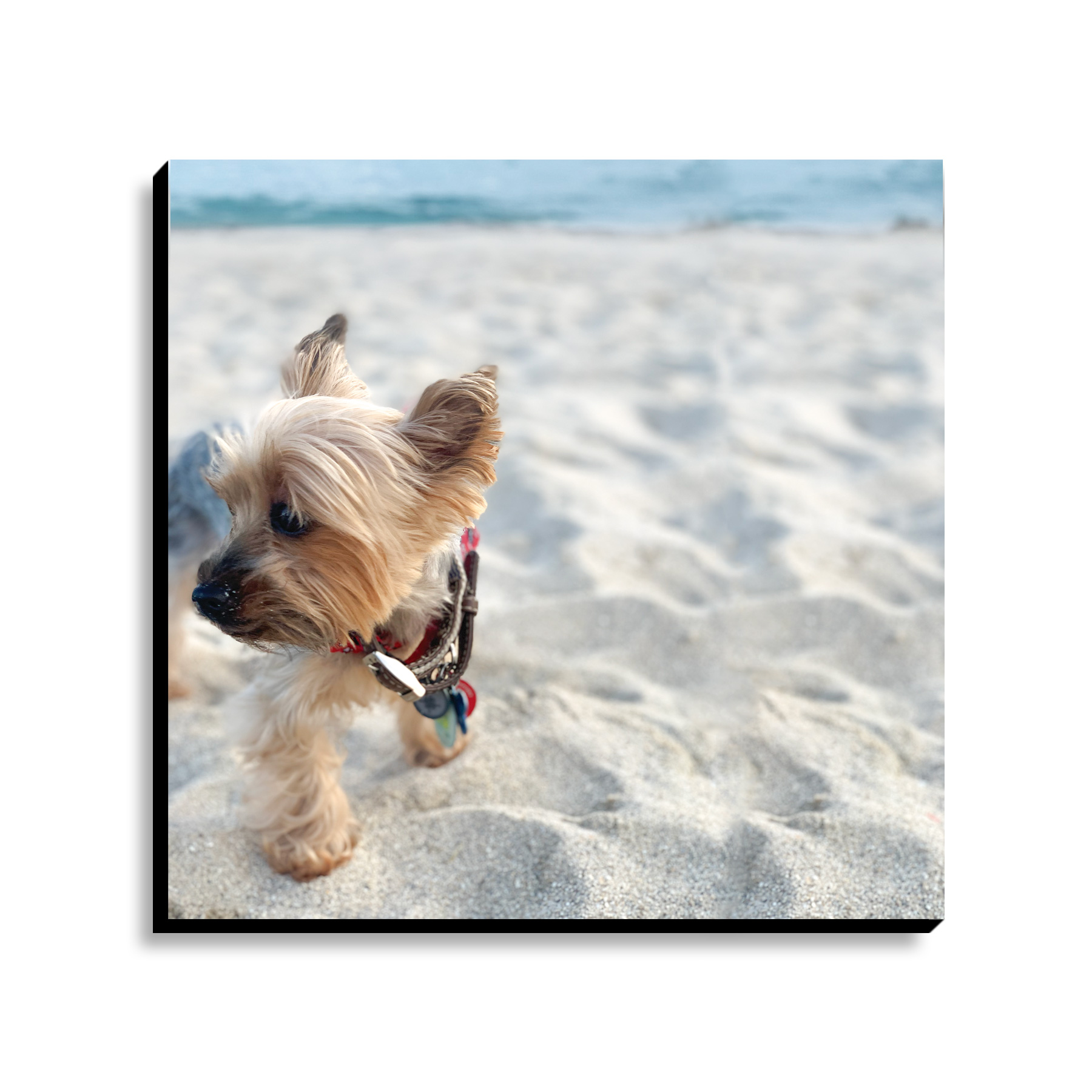 Pet_Poster-Board-Print_City_Barker3