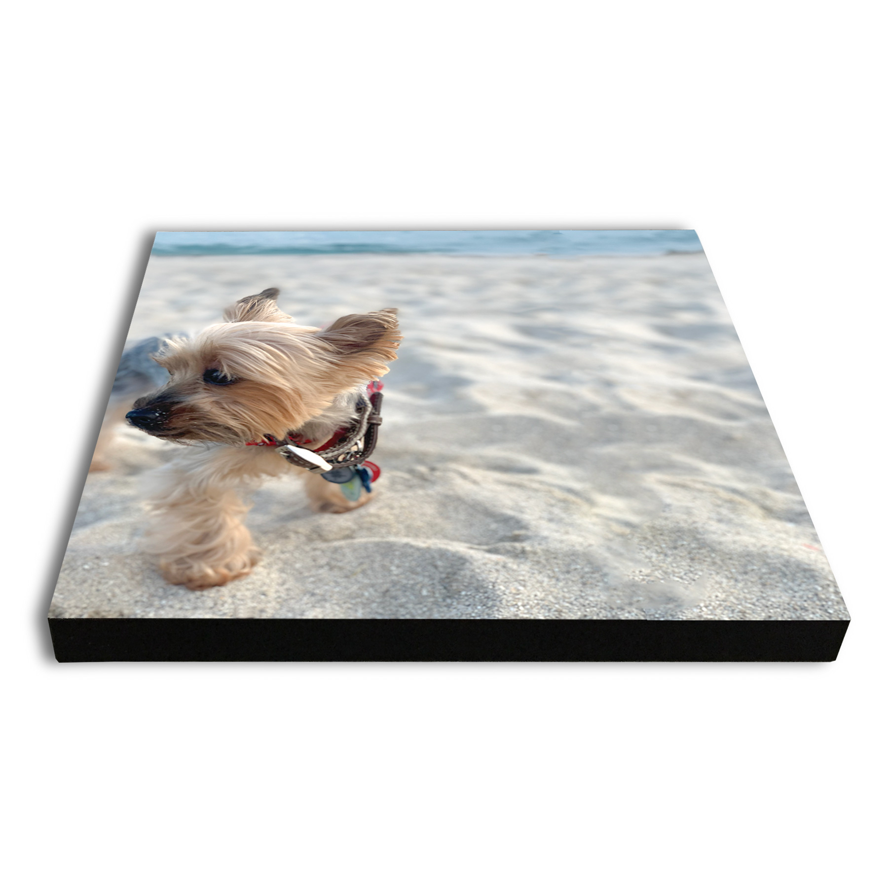 Pet_Poster-Board-Print_City_Barker4
